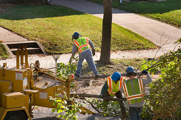 How Our Tree Care Process Works  in  Fontana, CA
